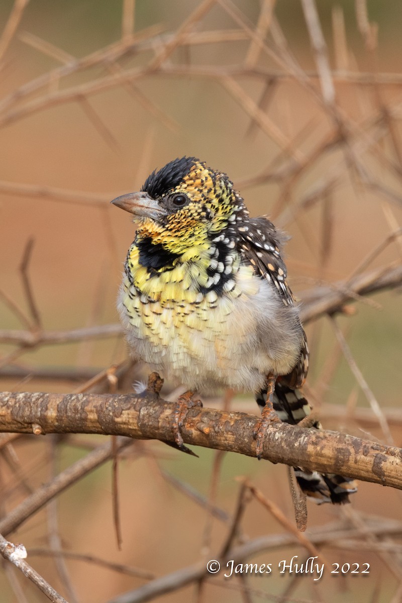 D'Arnaud's Barbet - ML642669038