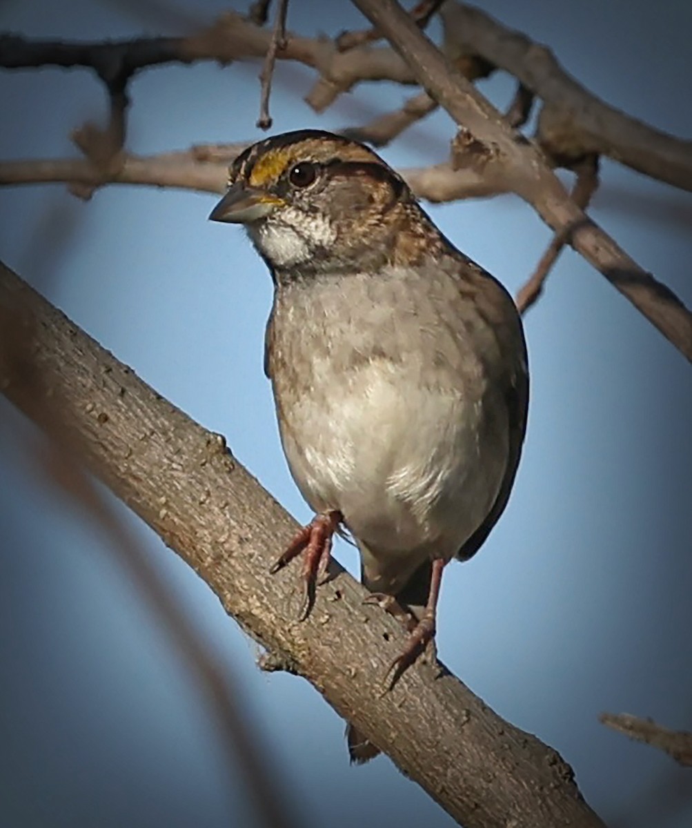 White-throated Sparrow - ML642669039