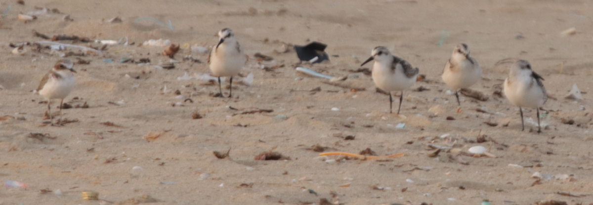 Sanderling - ML642669048