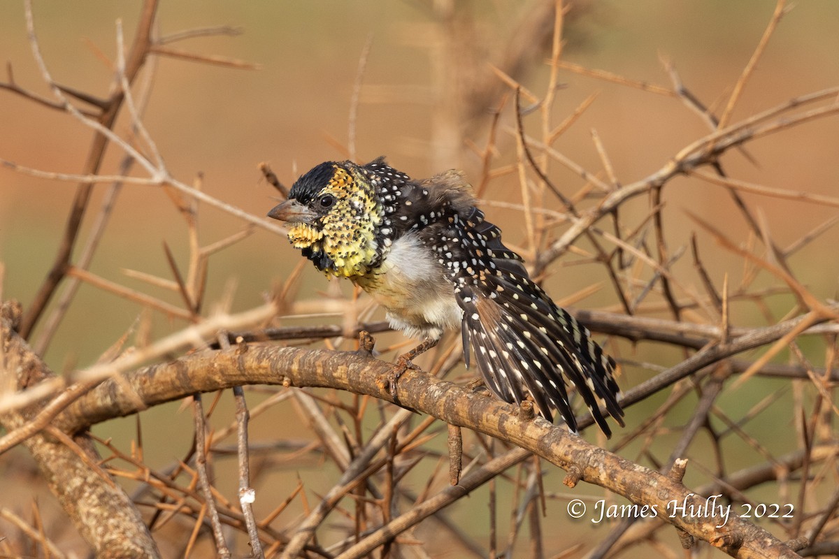 D'Arnaud's Barbet - ML642669051