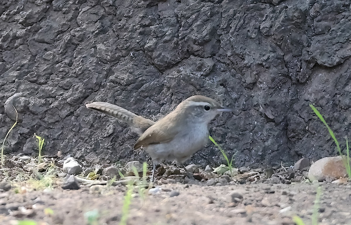 Bewick's Wren (mexicanus Group) - ML642669052