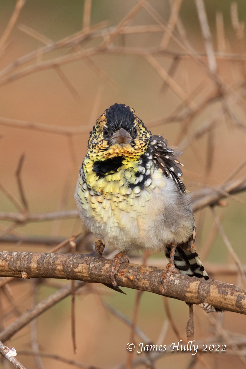 D'Arnaud's Barbet - ML642669060