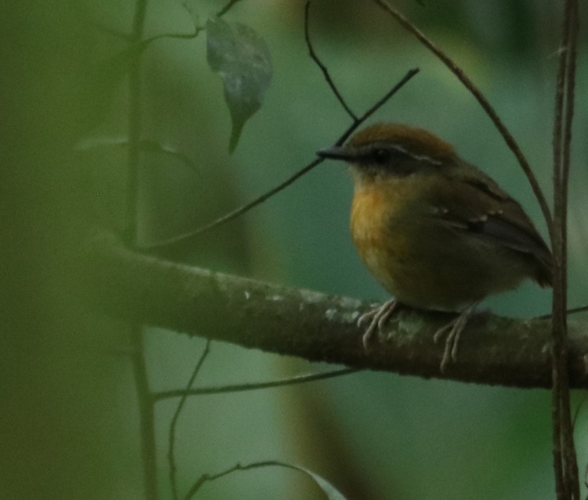 Black-cheeked Gnateater - ML642669061