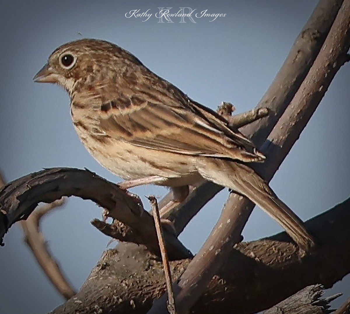 Vesper Sparrow - ML642669066