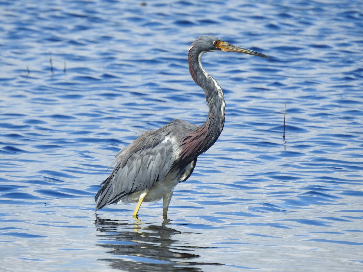 Tricolored Heron - ML642669068