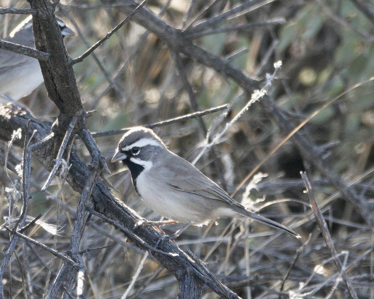 Black-throated Sparrow - ML642669069