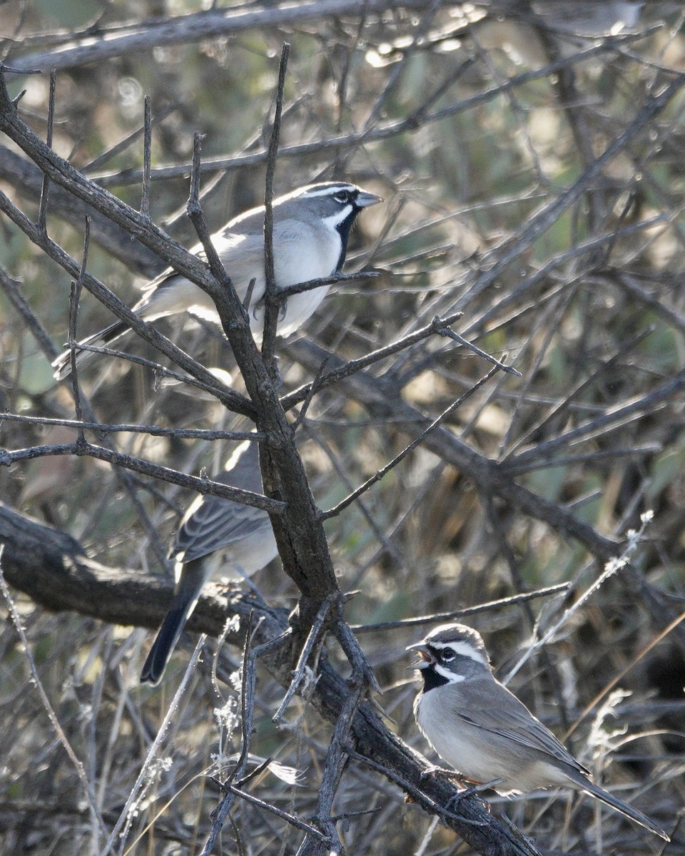 Black-throated Sparrow - ML642669070