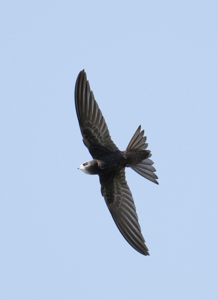 Common Swift - ML642669077
