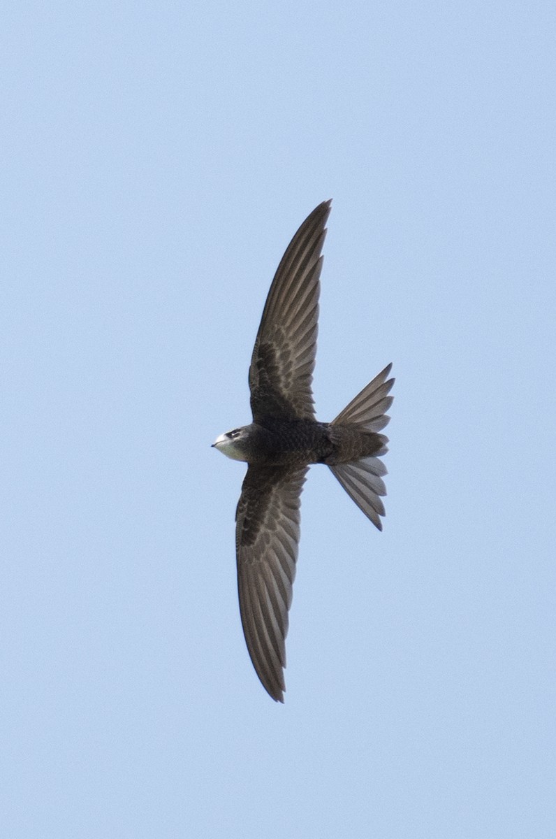 Common Swift - ML642669078