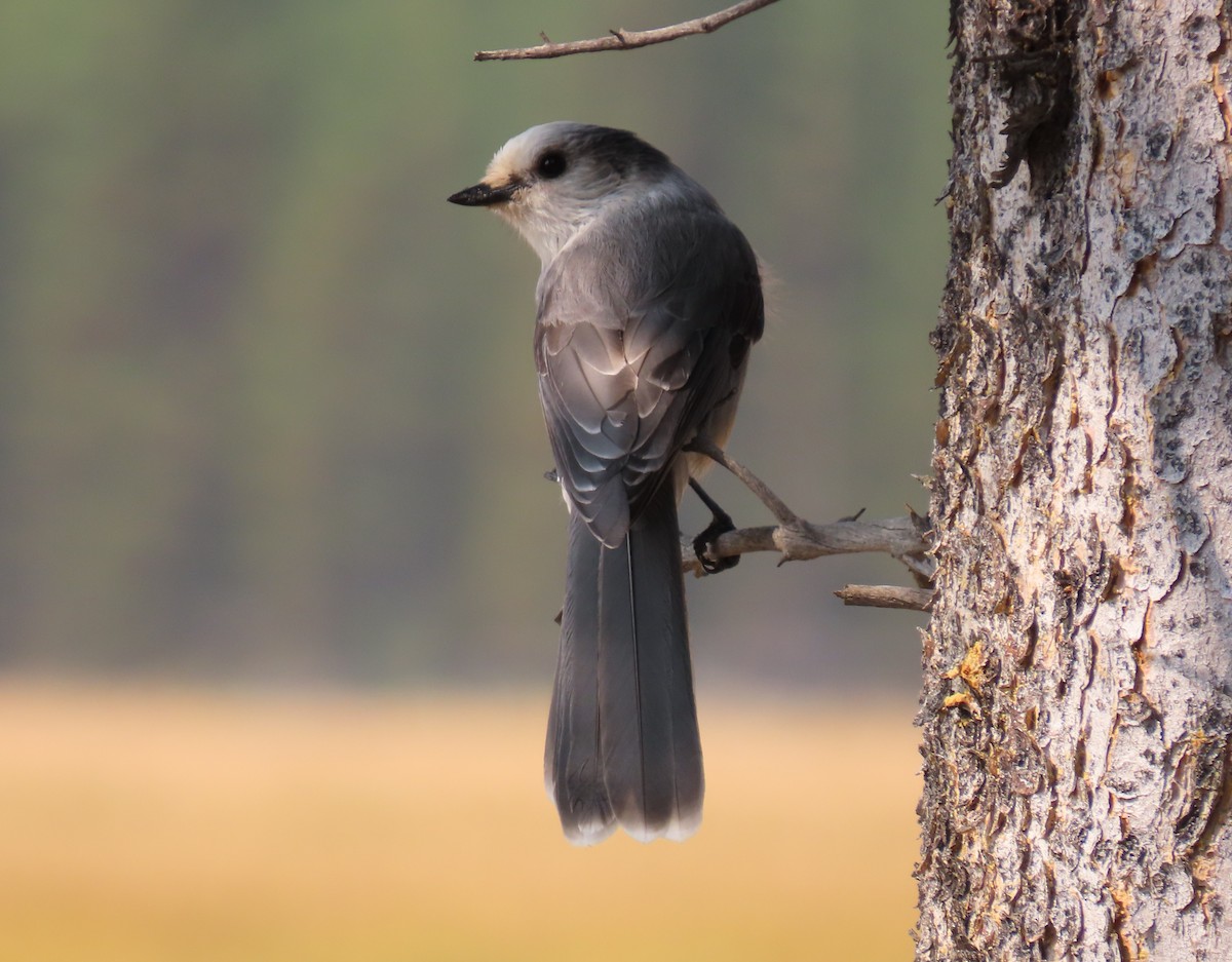 Canada Jay - ML642669084