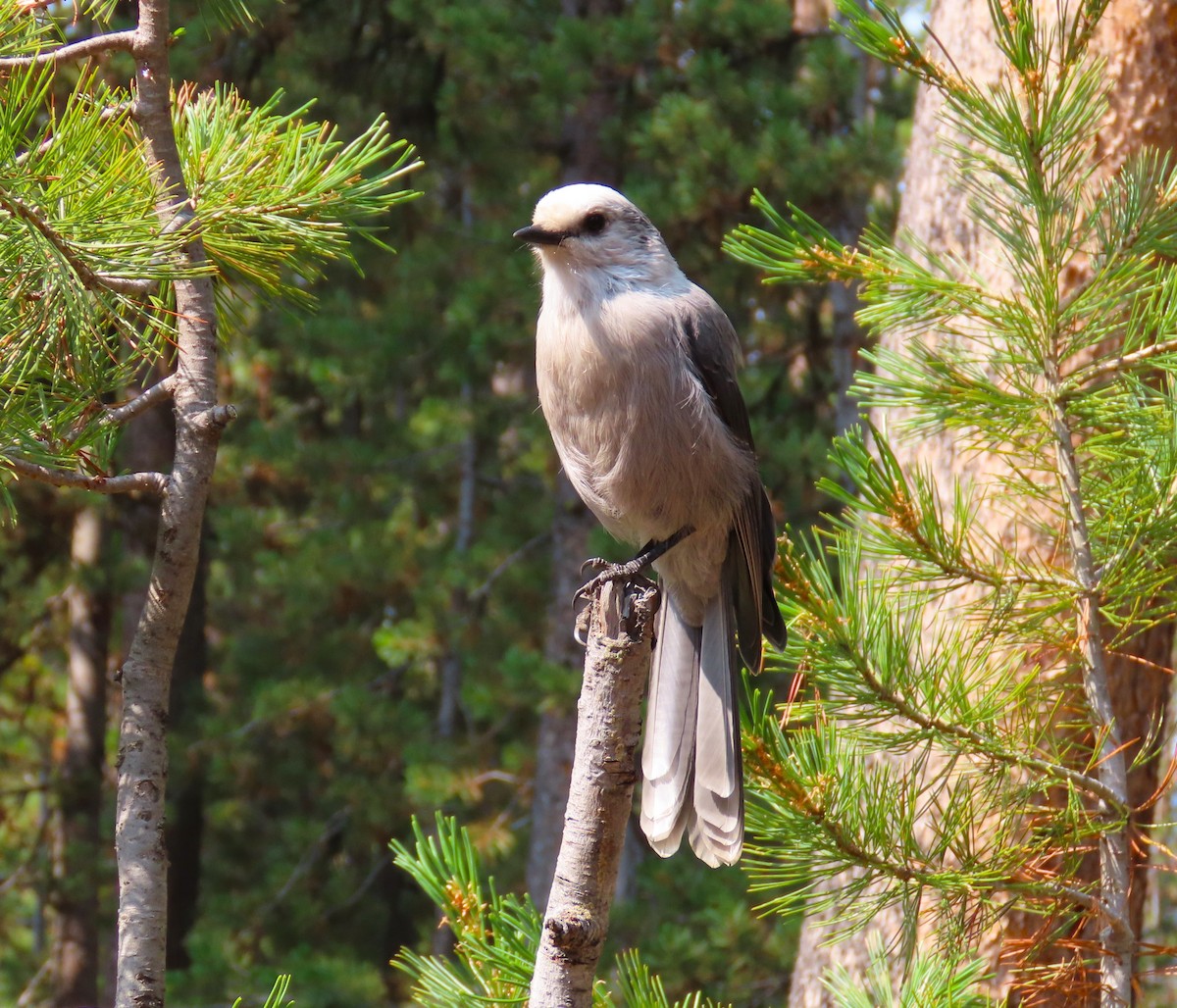 Canada Jay - ML642669098