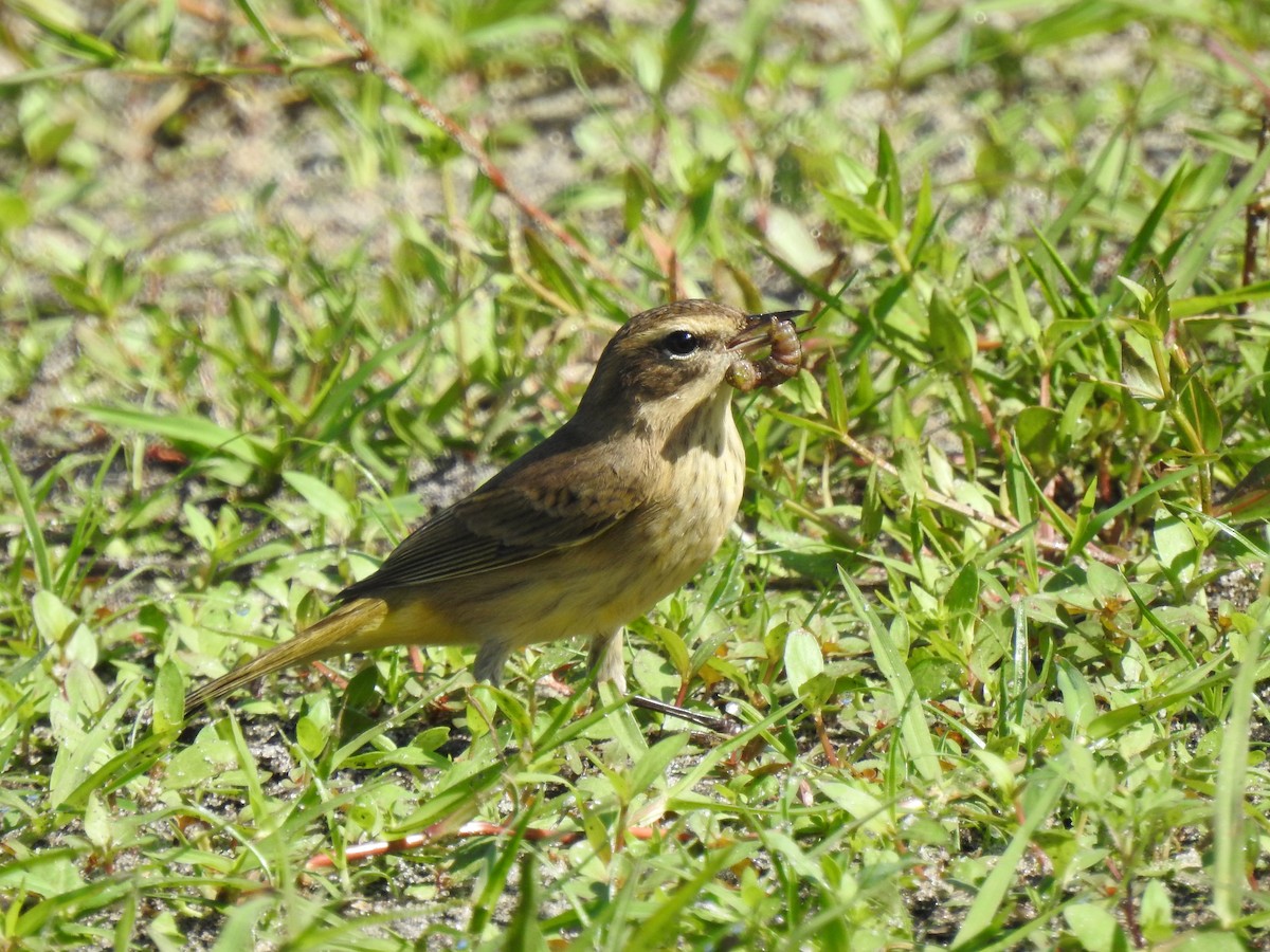 Palm Warbler - ML642669100