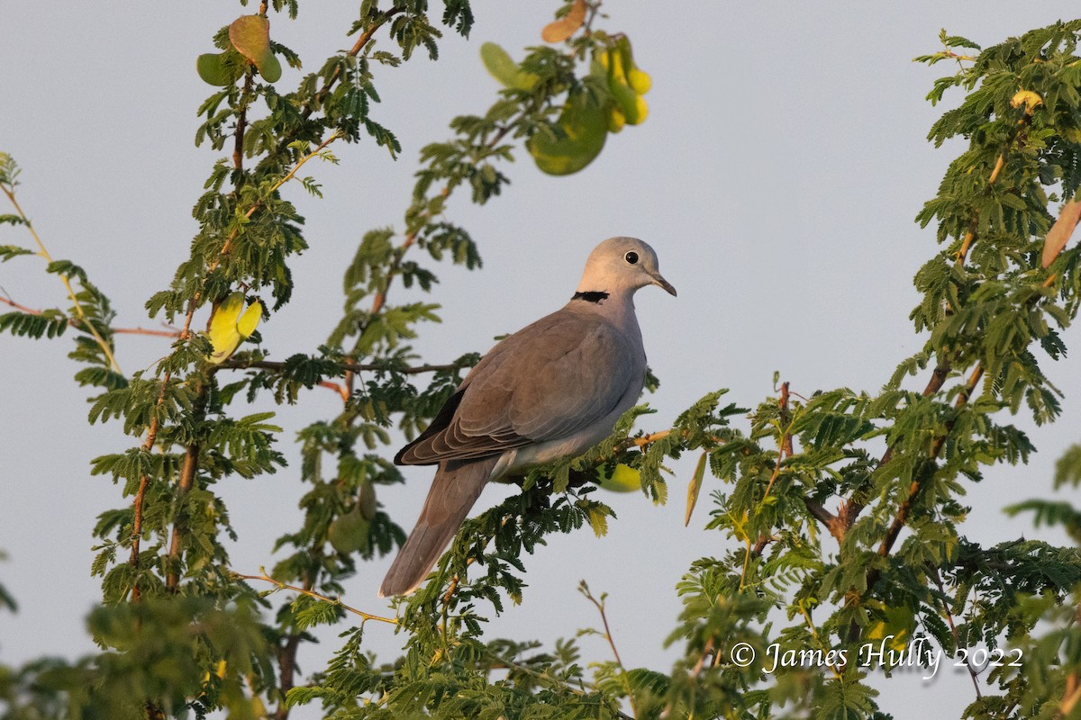 Ring-necked Dove - ML642669106