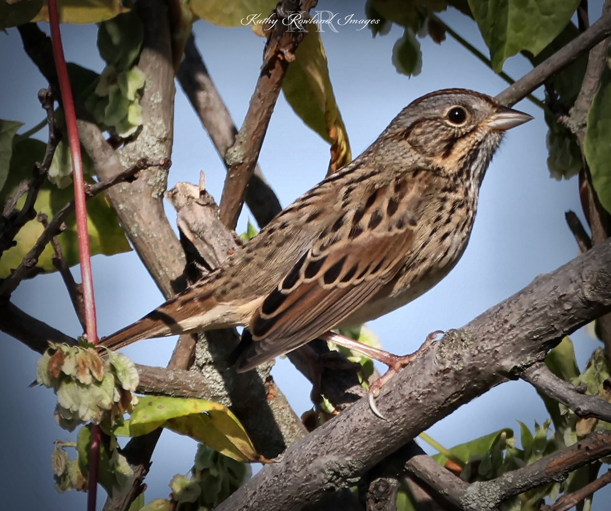 Lincoln's Sparrow - ML642669135