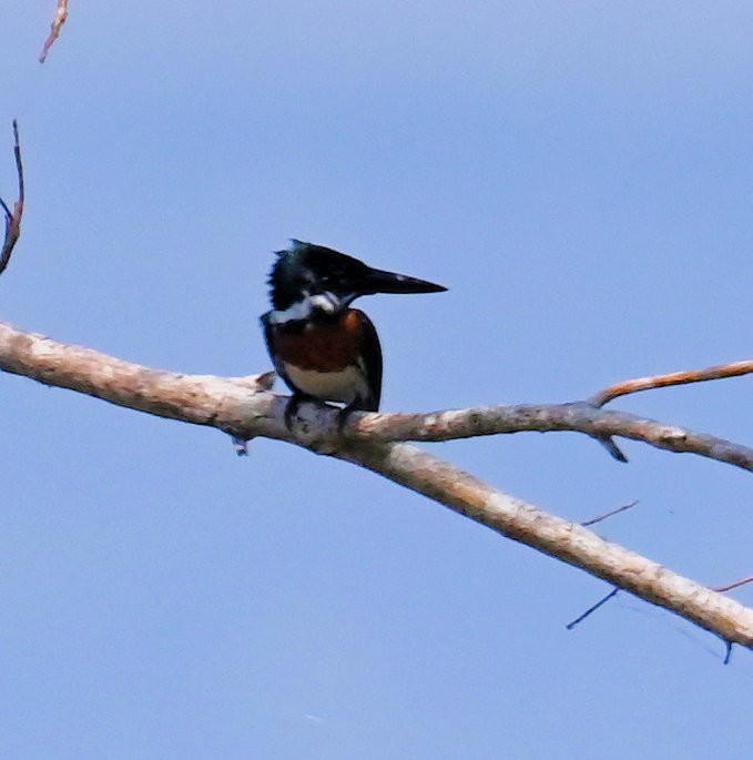 Amazon Kingfisher - ML642669136