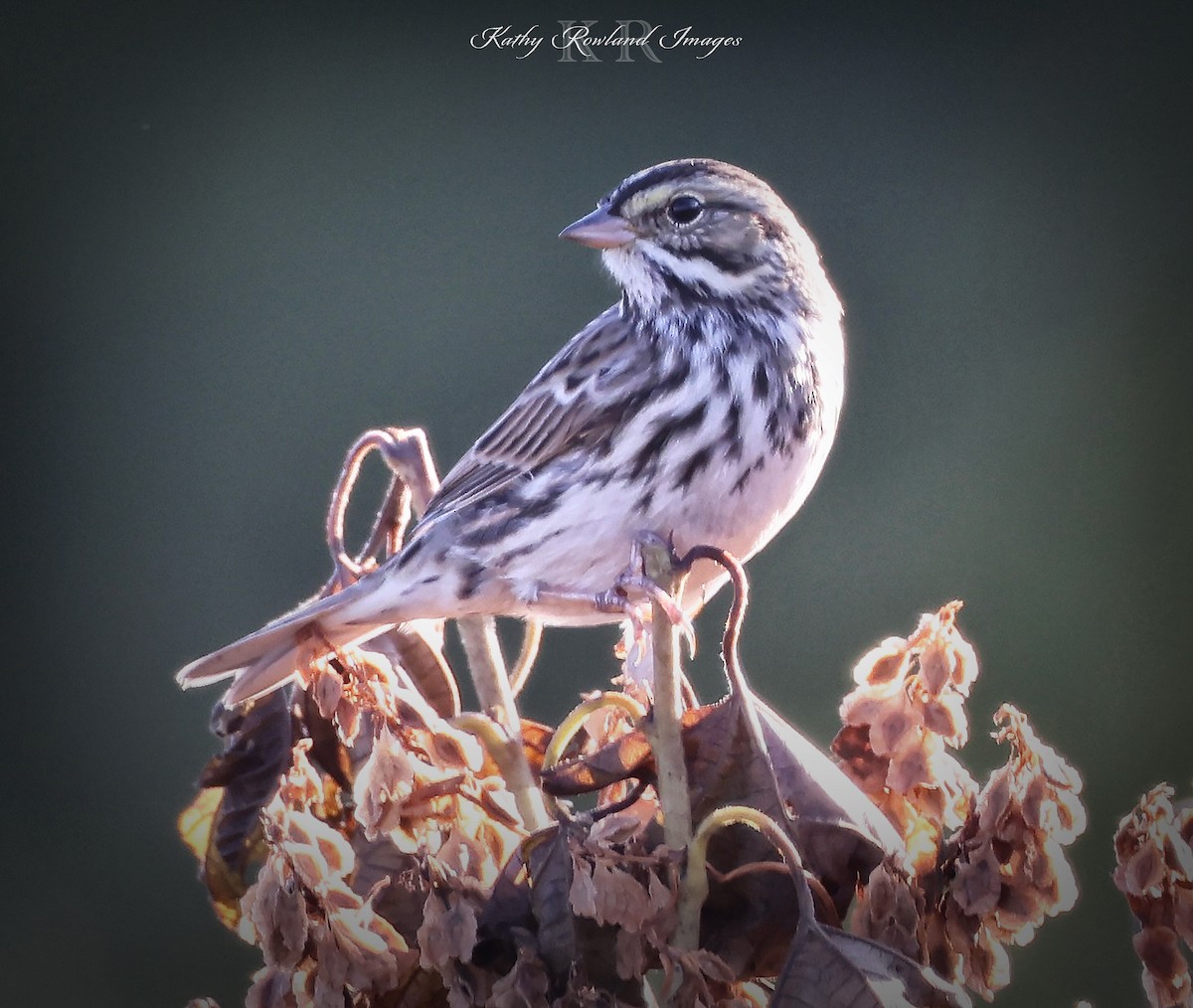 Savannah Sparrow - ML642669137