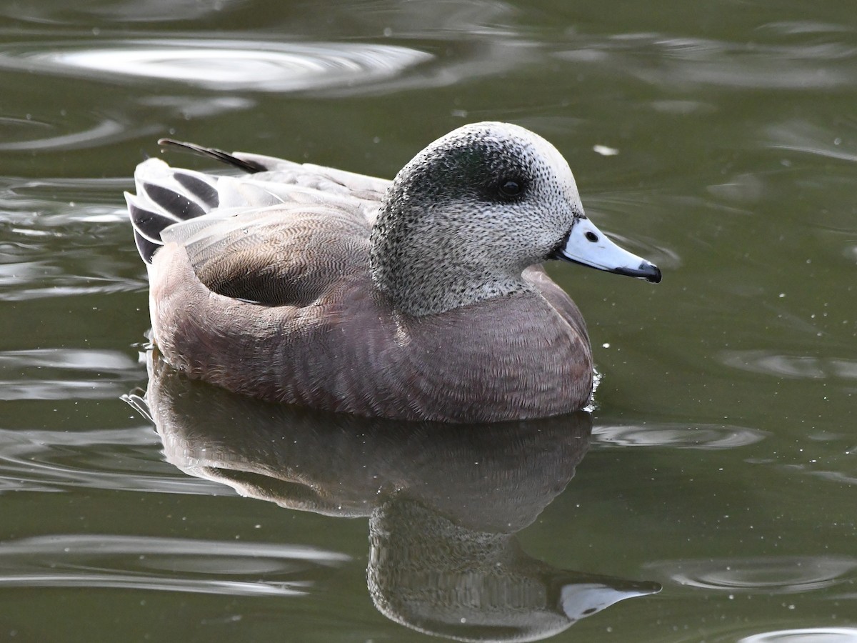 Canard d'Amérique - ML642669176