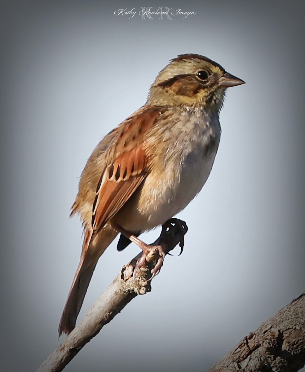 Swamp Sparrow - ML642669178