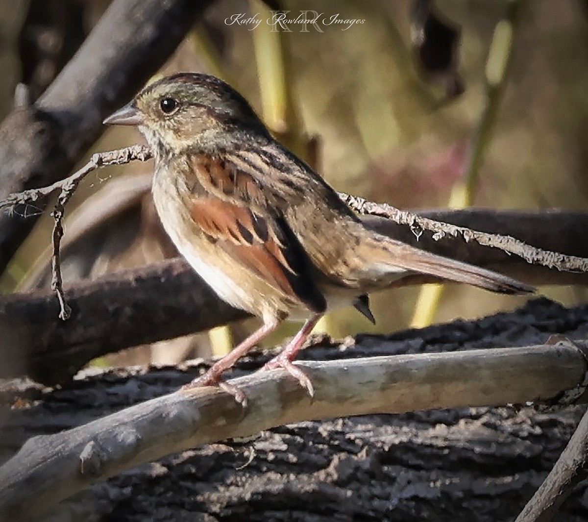 Swamp Sparrow - ML642669179