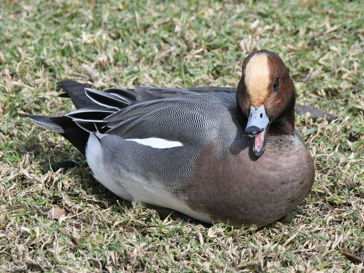 Eurasian Wigeon - ML642669180
