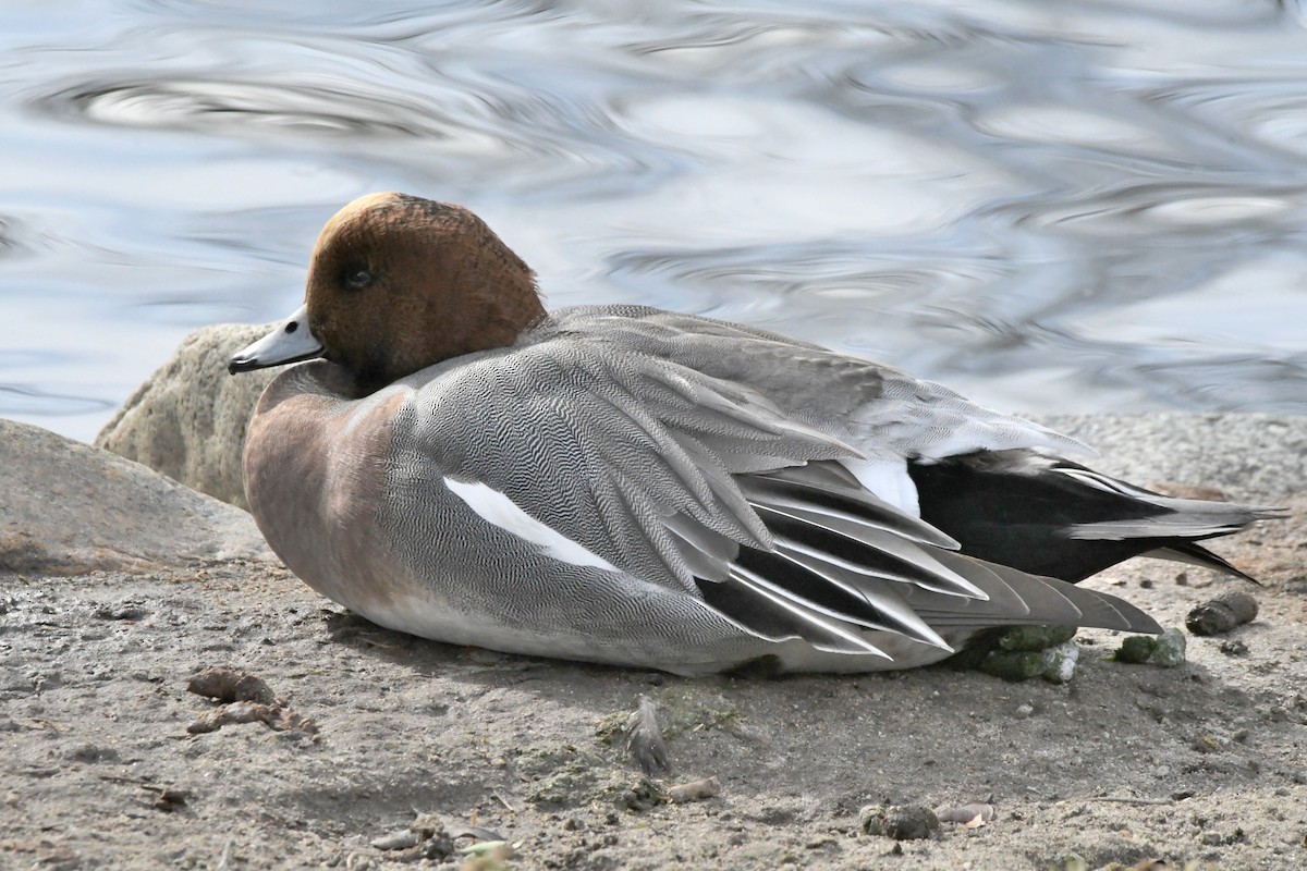Eurasian Wigeon - ML642669182