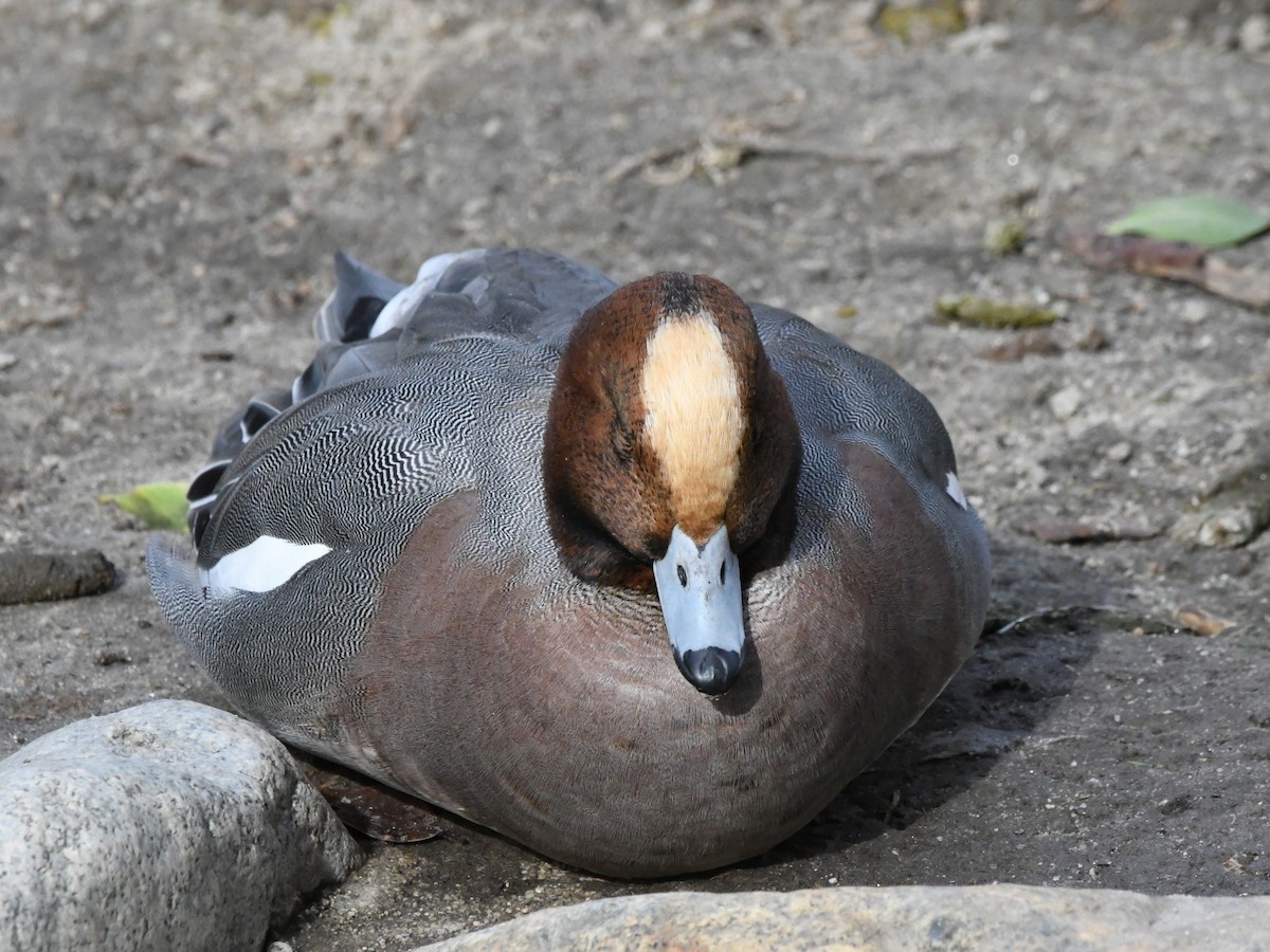 Eurasian Wigeon - ML642669183