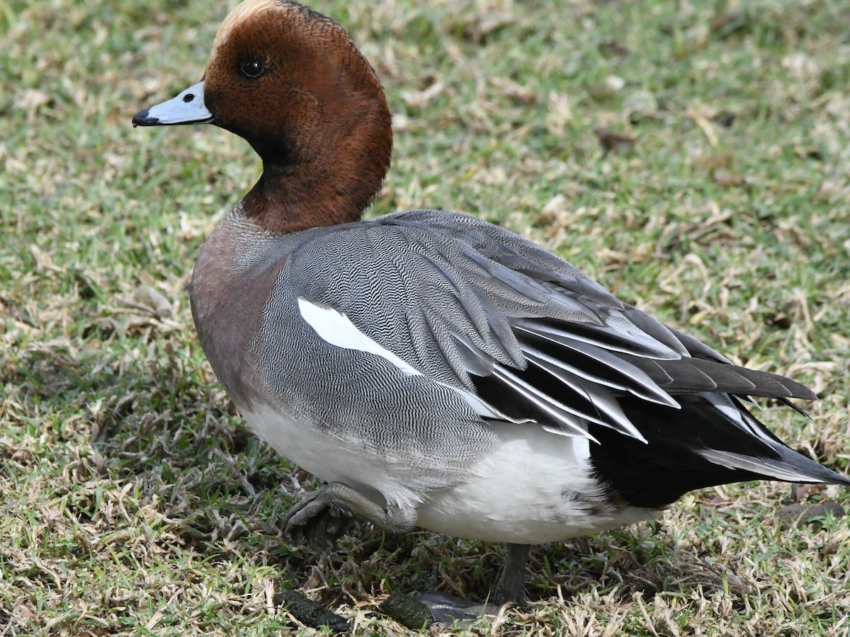 Eurasian Wigeon - ML642669184