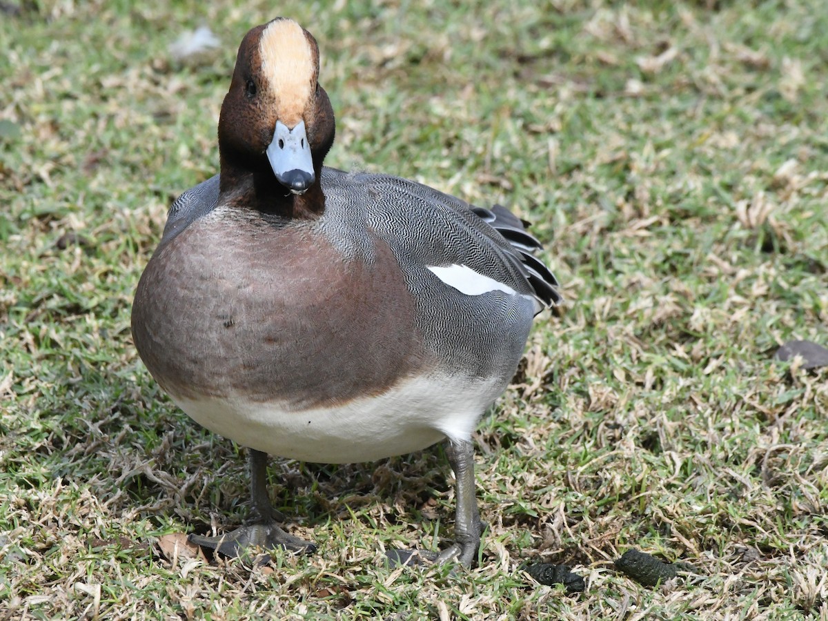 Eurasian Wigeon - ML642669185
