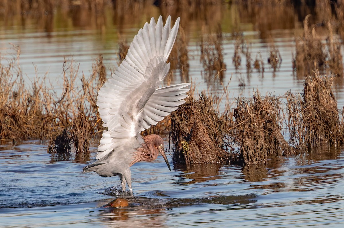 Reddish Egret - ML642669186