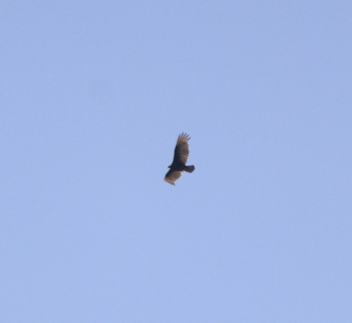 Turkey Vulture - ML642669198