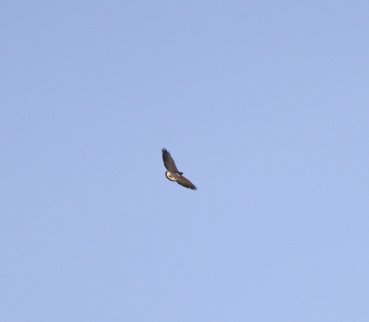 White-tailed Hawk - ML642669206