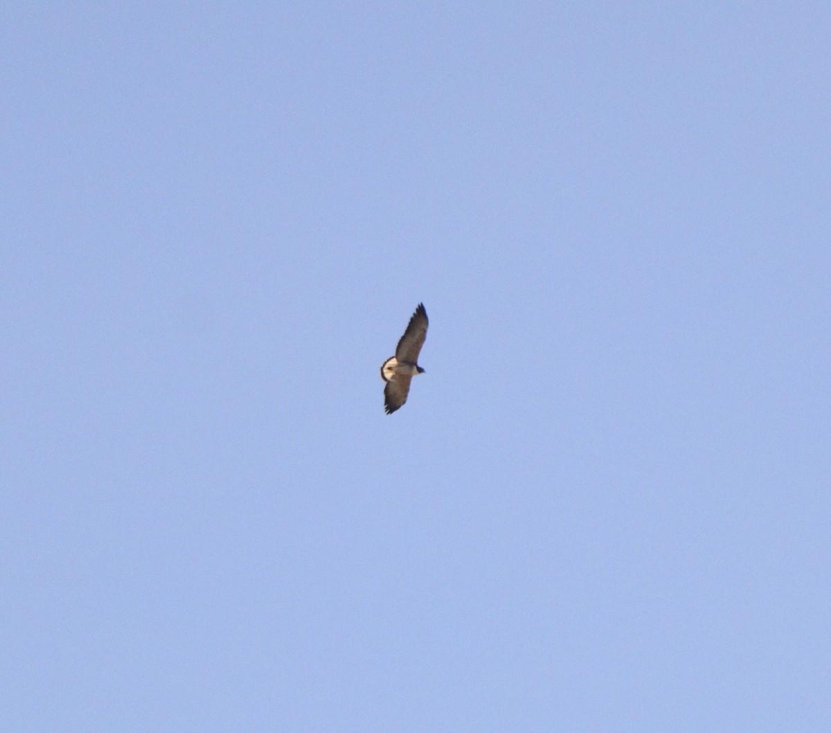 White-tailed Hawk - ML642669207