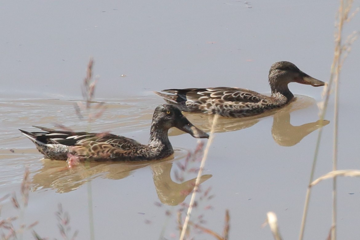 Northern Shoveler - ML642669216