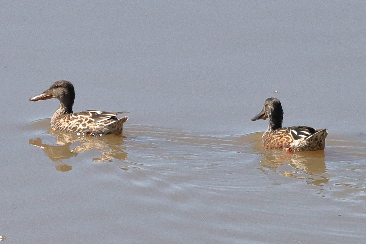 Northern Shoveler - ML642669218