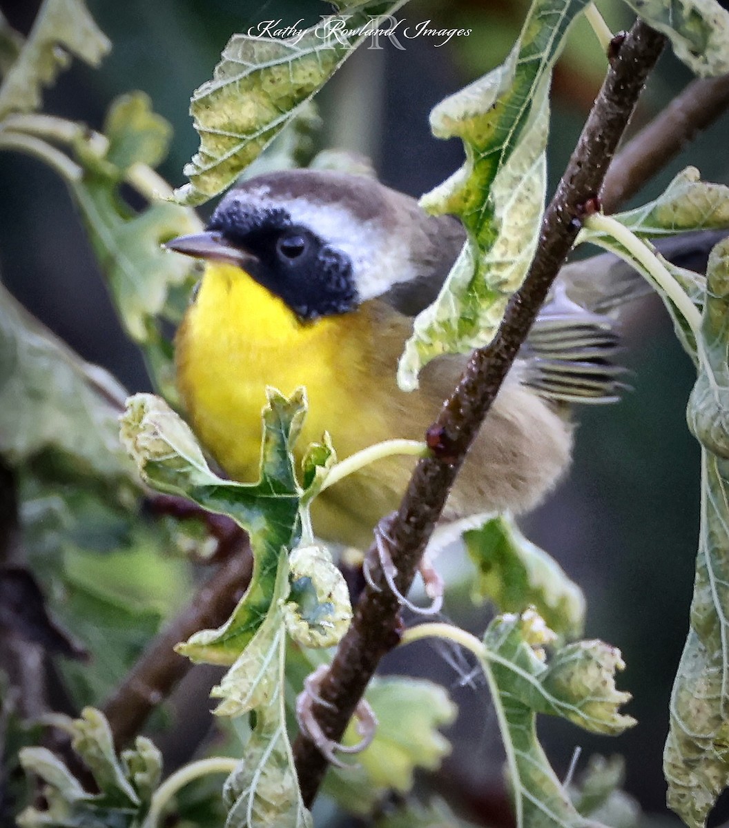 Common Yellowthroat - ML642669231