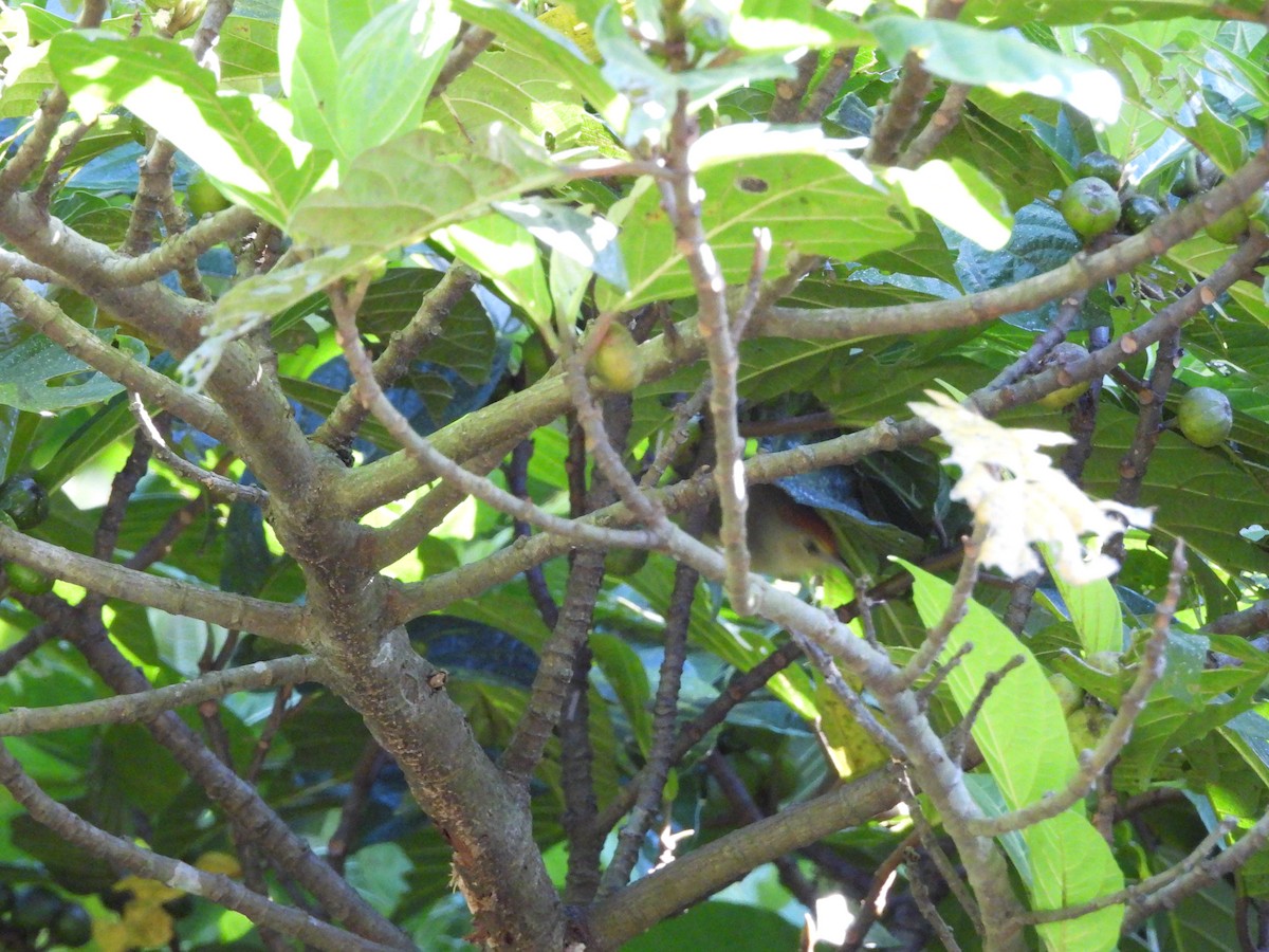 Rufous-capped Babbler - ML642669241