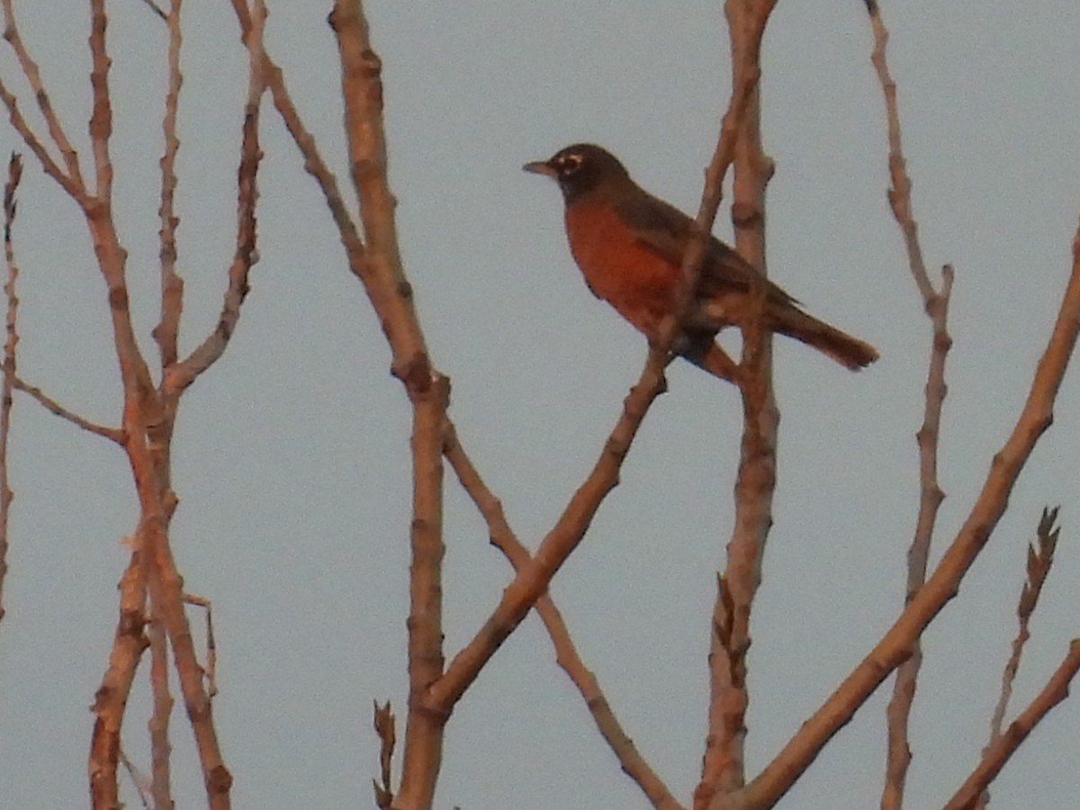 American Robin - ML642669245