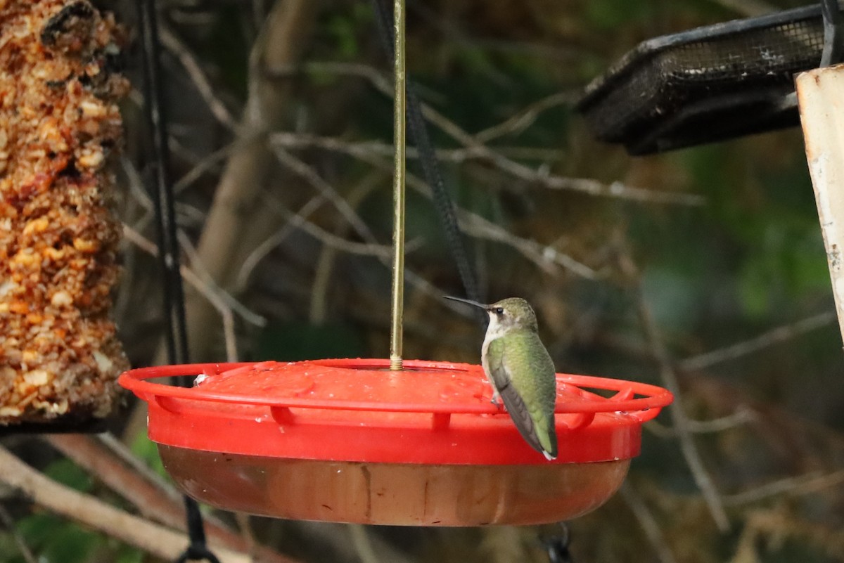 Black-chinned Hummingbird - ML642669246