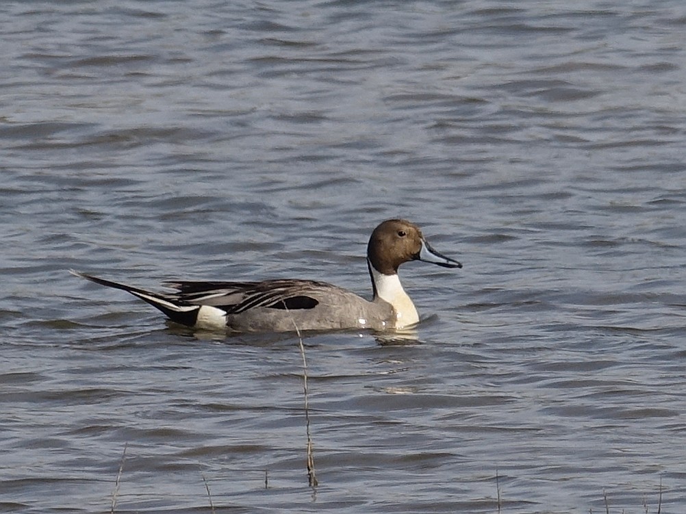 Northern Pintail - ML642669254