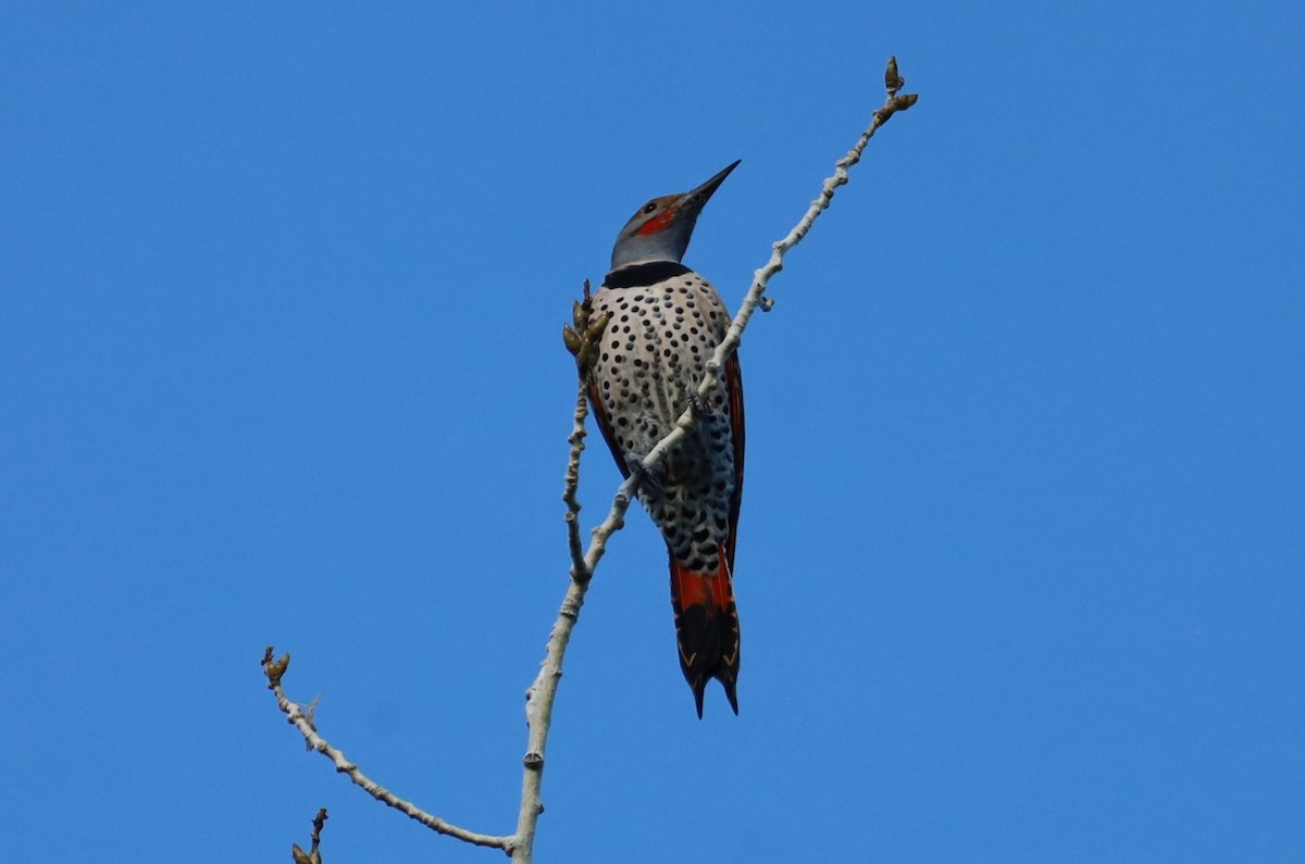 Northern Flicker - ML642669263