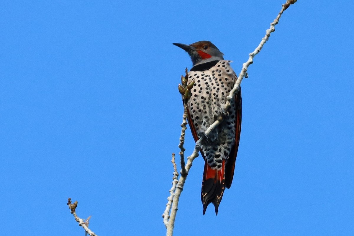 Northern Flicker - ML642669267