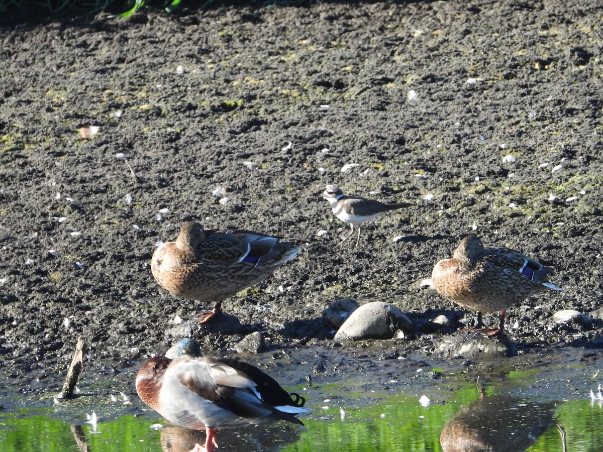 Killdeer - ML642669276