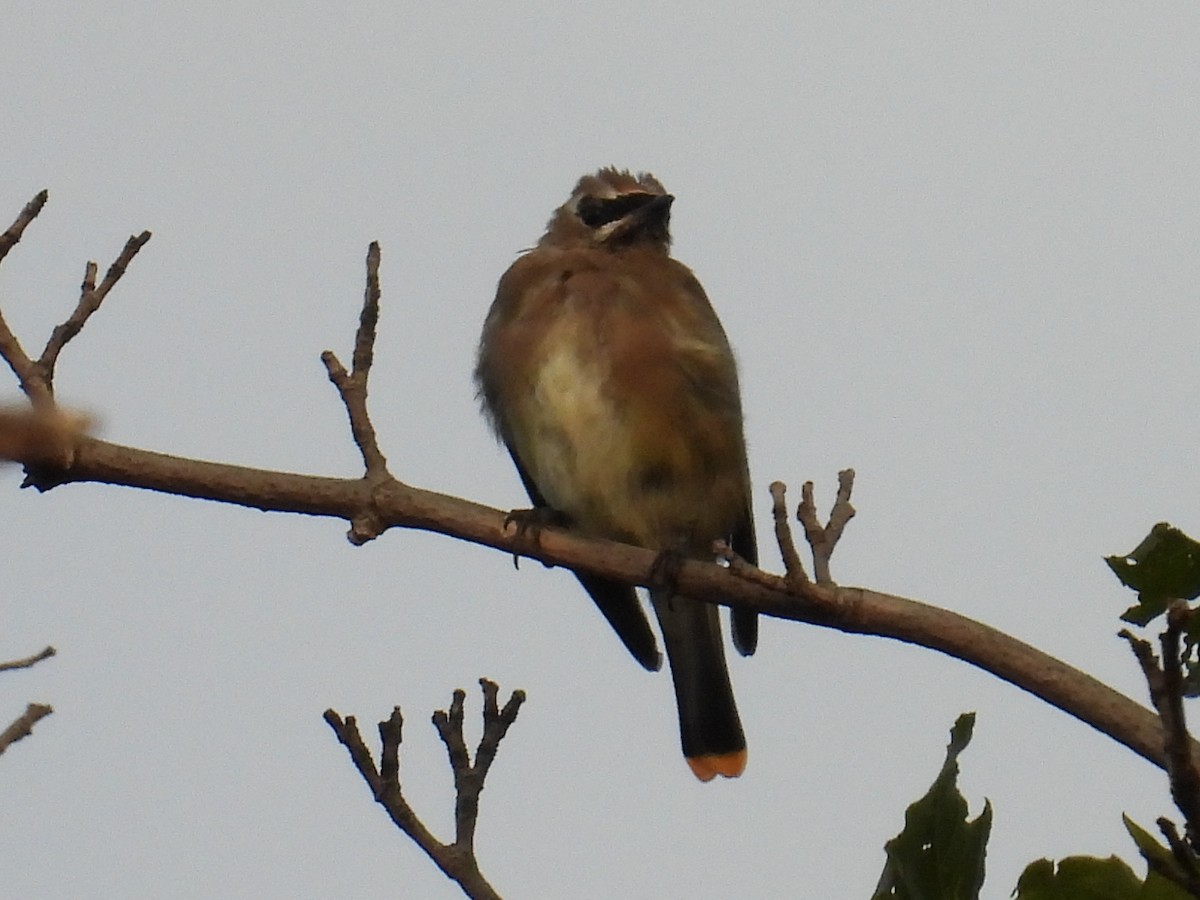 Cedar Waxwing - ML642669284