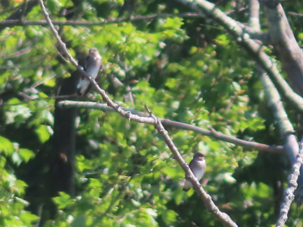Northern Rough-winged Swallow - ML642669286