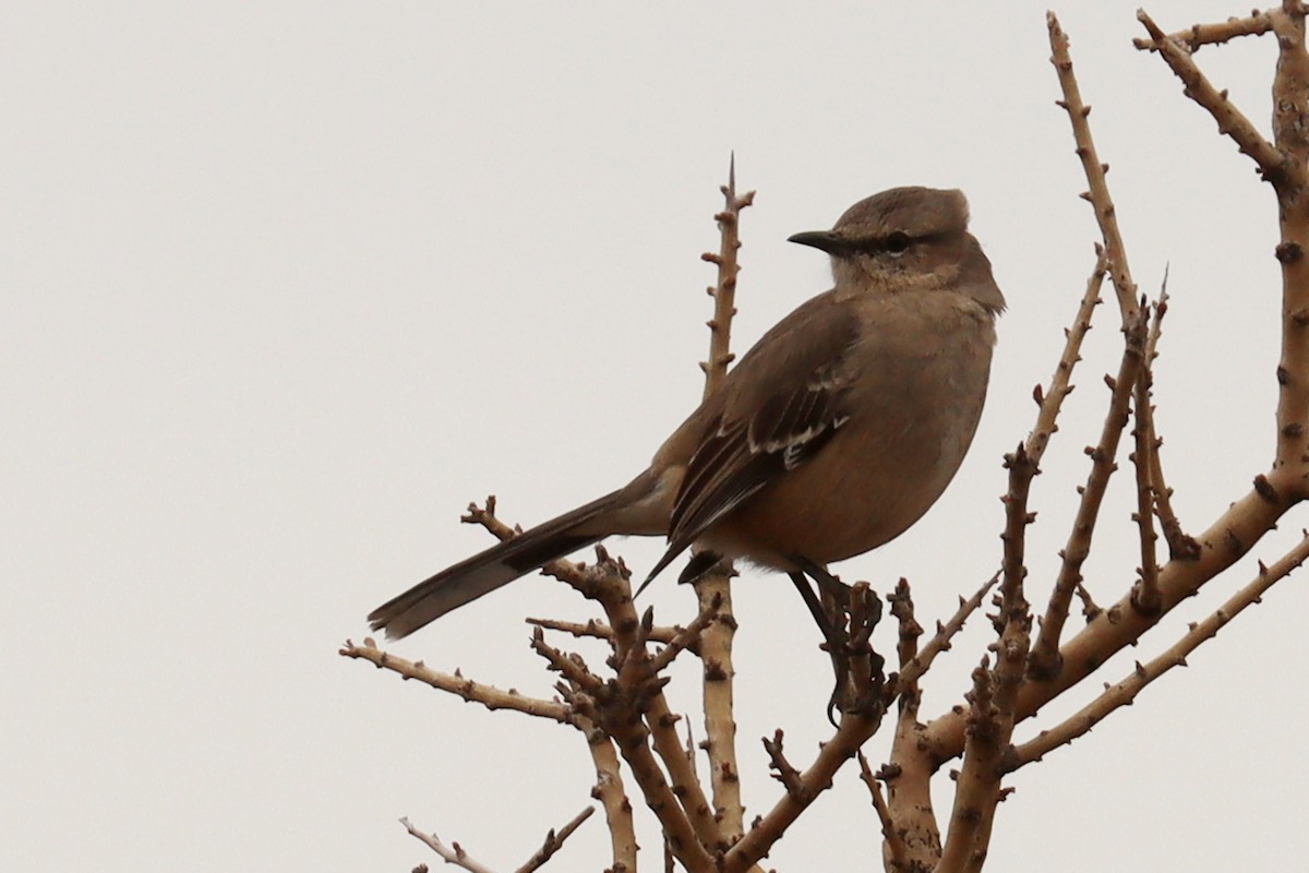 Patagonian Mockingbird - ML642669308