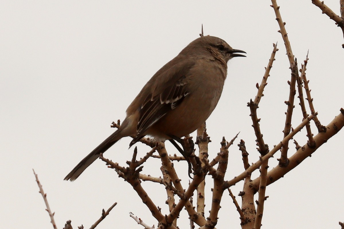 Patagonian Mockingbird - ML642669309