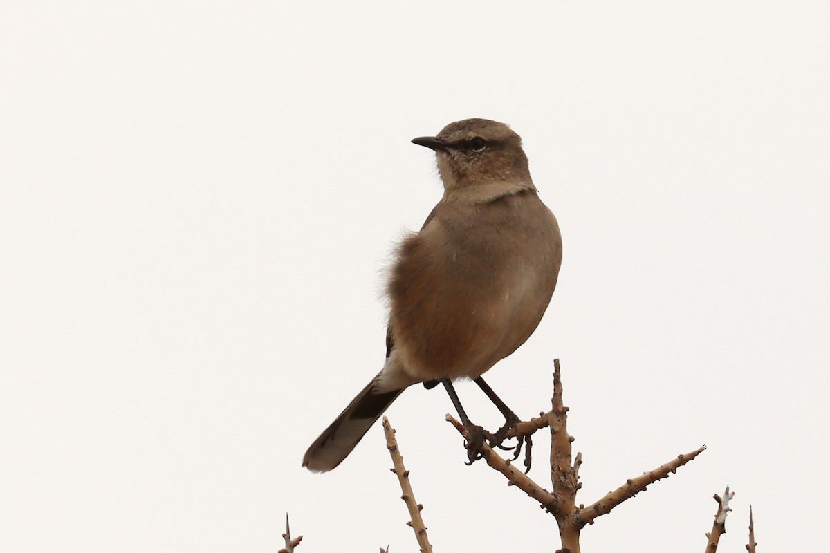 Patagonian Mockingbird - ML642669310