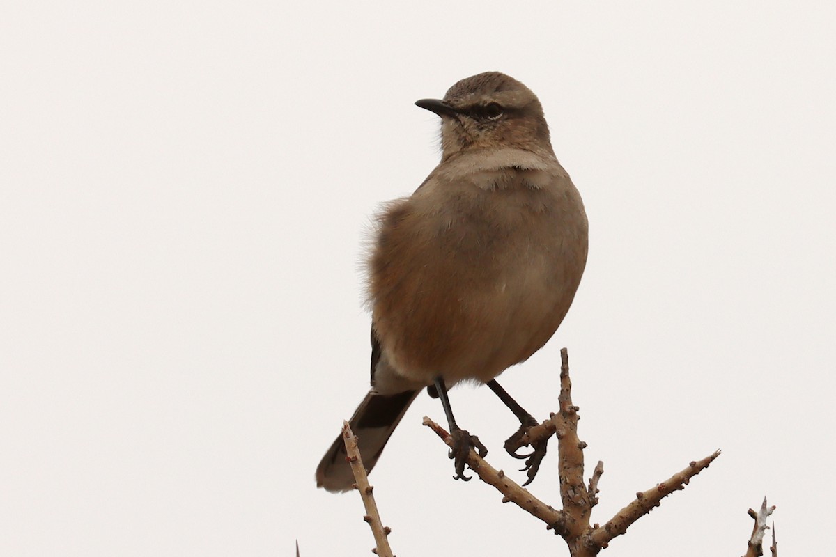 Patagonian Mockingbird - ML642669311