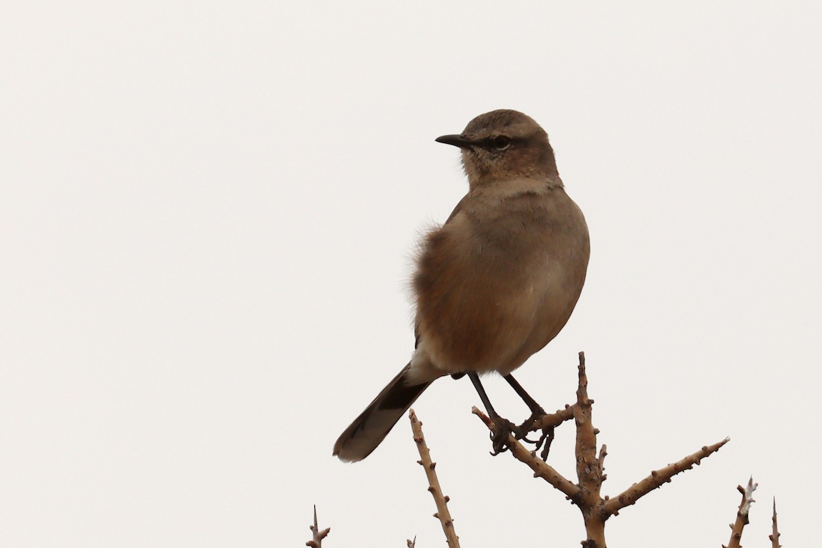 Patagonian Mockingbird - ML642669312