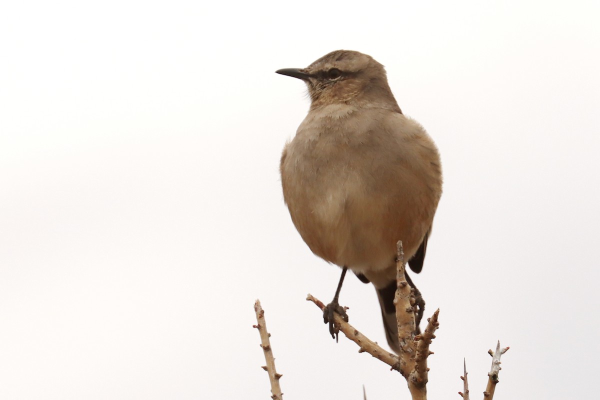 Patagonian Mockingbird - ML642669313
